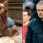 mourinho - yorkshire terrier.jpg