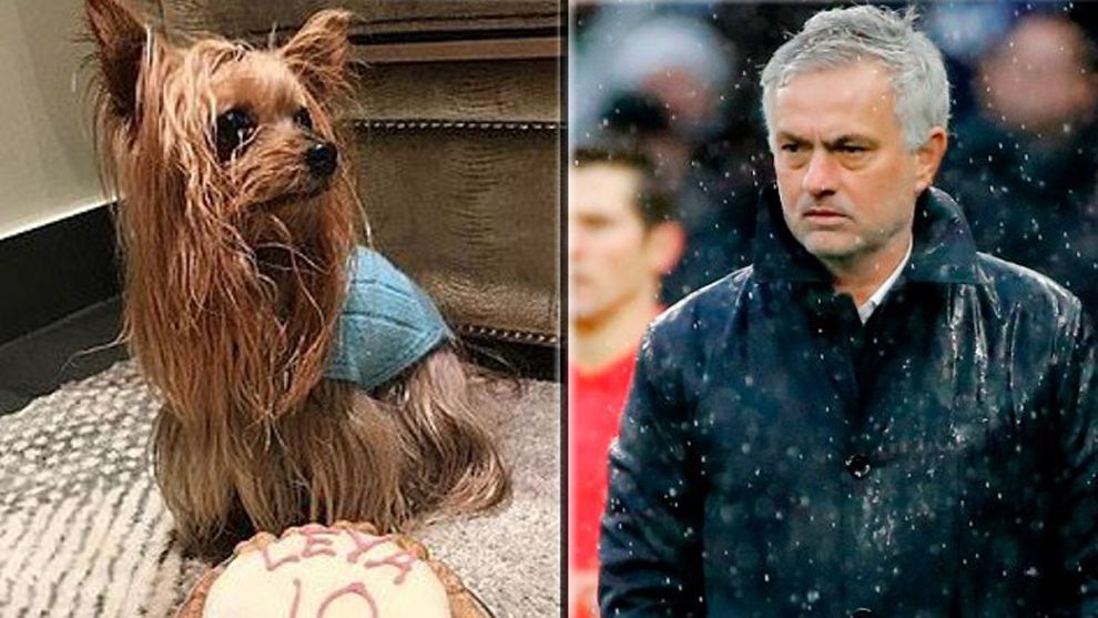 mourinho - yorkshire terrier.jpg